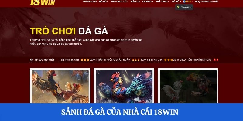 Sảnh đá gà của nhà cái 18Win